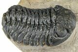 Bargain, Phacopid (Morocops) Trilobite - Foum Zguid, Morocco #363154-2